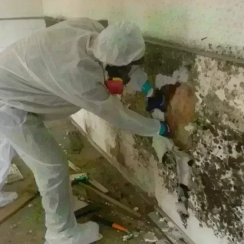 Mold Remediation and Removal in Carter County, TN